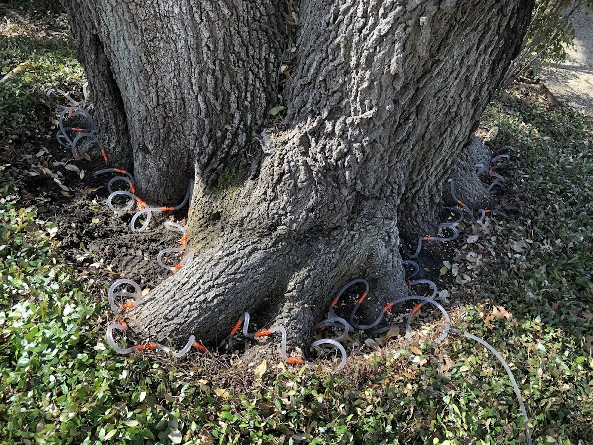 Detailed Tree Cabling and Bracing job site in Gate